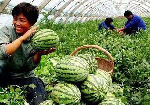 花钱买瓜吃,夏日清凉尽享